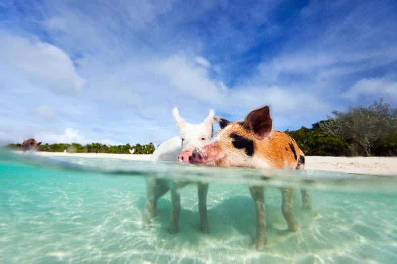 Nassau : circuit 3 îles, plongée avec tuba, Pig Beach, tortues et déjeuner