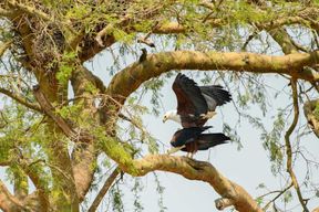 2 jours de safari Big Five avec bateau à Murchison Falls