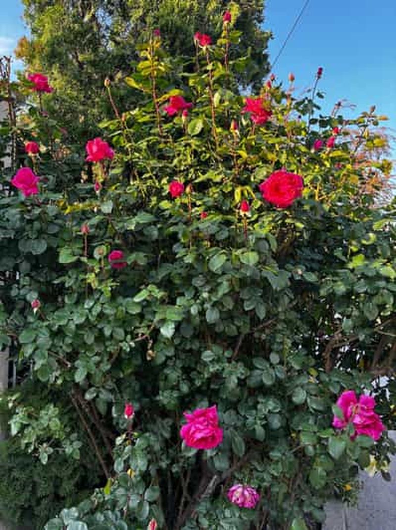 Sofia - Visite de la vallée des roses et de la distillerie d'huile de Kazanluk