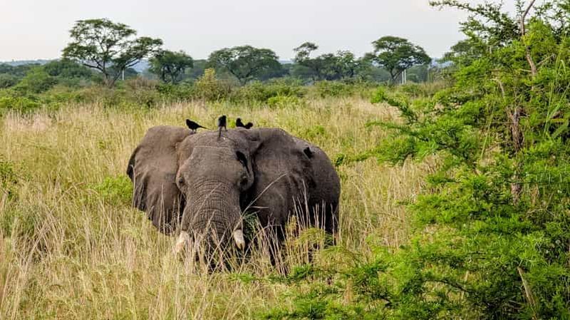 Ouganda : safari de 2 jours au parc des chutes Murchison avec croisière en bateau
