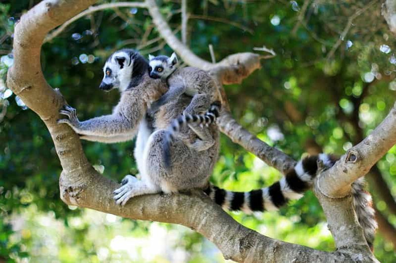 Parc animalier Lloc de Menorca : une expérience faunique et naturelle