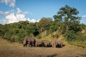 Safari à pied à la recherche des rhinocéros - Parc national de Mosi-oa-Tunya