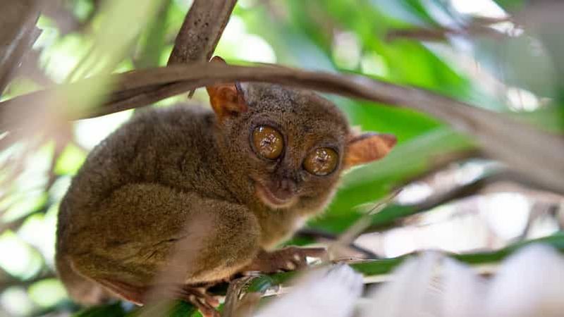 Bohol : Chocolate Hills - Visites écologiques privées