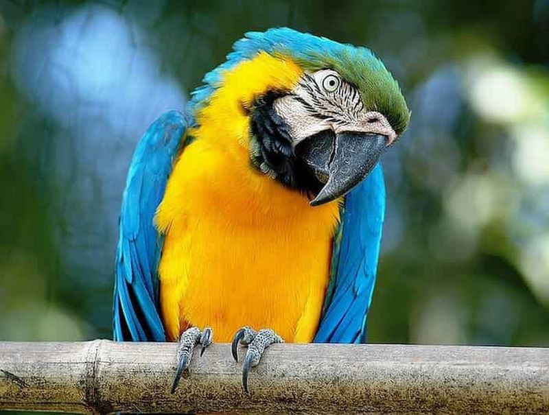 Rome : billet d'entrée au jardin zoologique du Bioparco di Roma