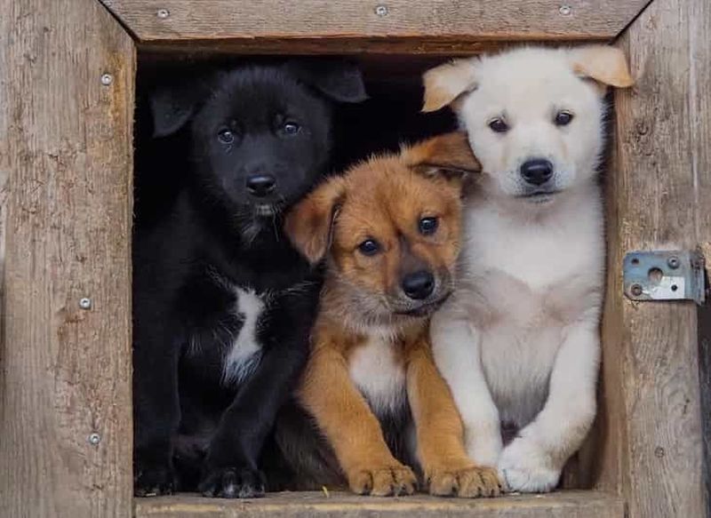 Rovaniemi : visite estivale du chenil et balade en traîneau