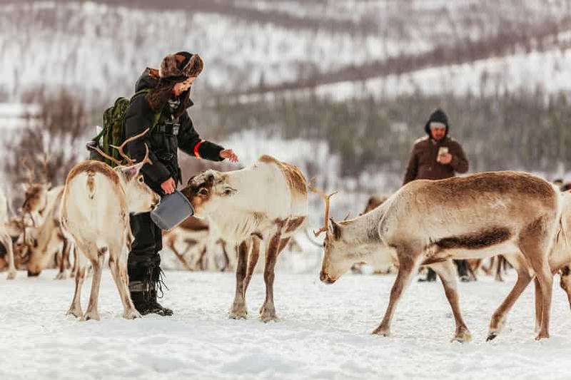 Tromsø : Traîneau et alimentation des rennes avec un guide sami