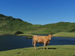 Visite d'une demi-journée au fromage de Sao Jorge