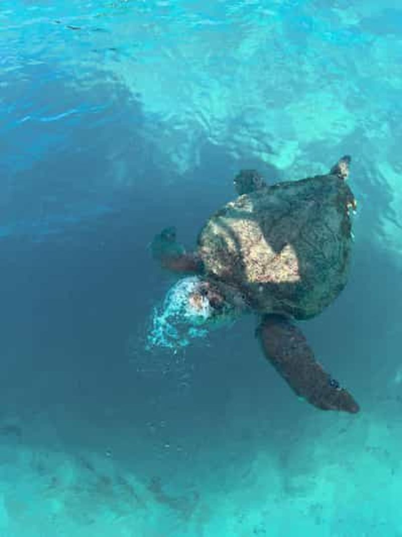 Zante : Excursion en hors-bord, tortues, Marathonisi et grottes de Keri