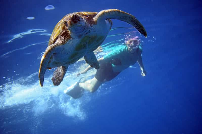 Tenerife : kayak et snorkeling avec tortues, dauphins et vidéos