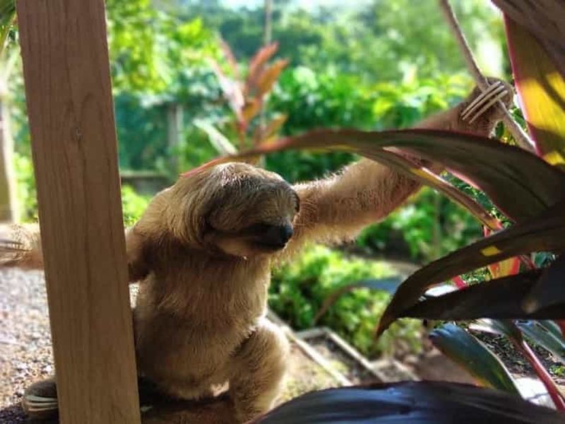 Roatán : Visite privée du sanctuaire des singes et des paresseux