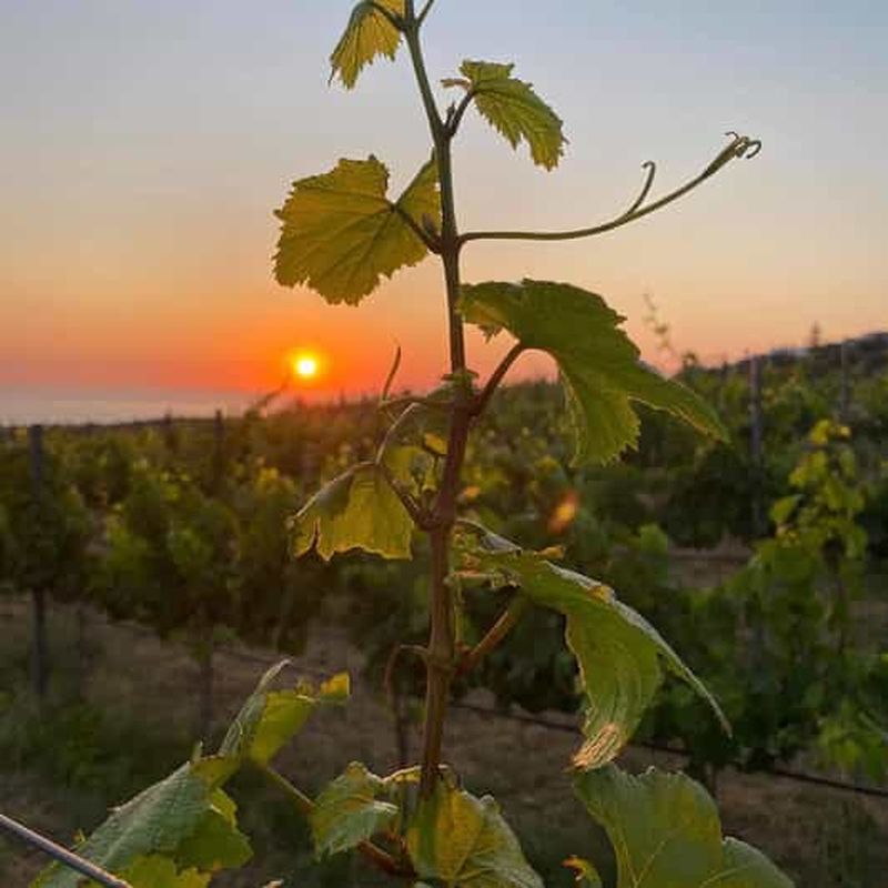Dégustation de vins et olivier ancien, visite de 3 heures - privée
