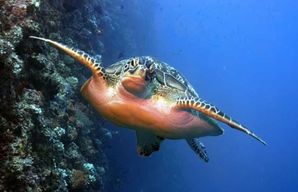 Excursion de snorkeling aux Maldives : explorez 3 merveilles des récifs coralliens