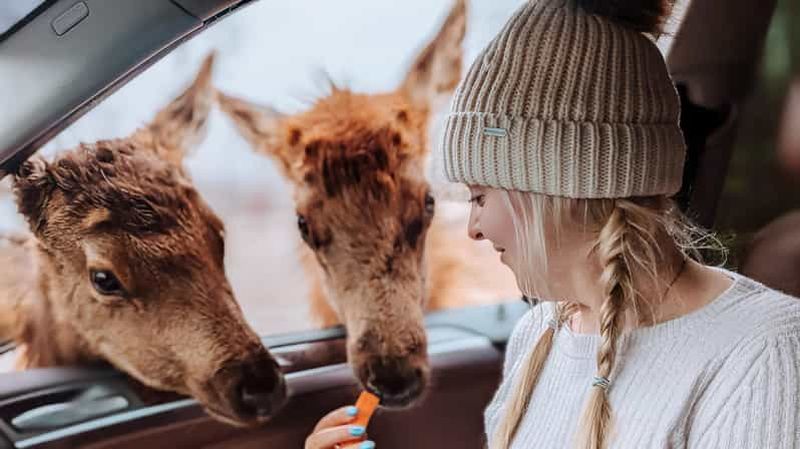 Ottawa : Safari privé d'aventure faunique au Parc Omega