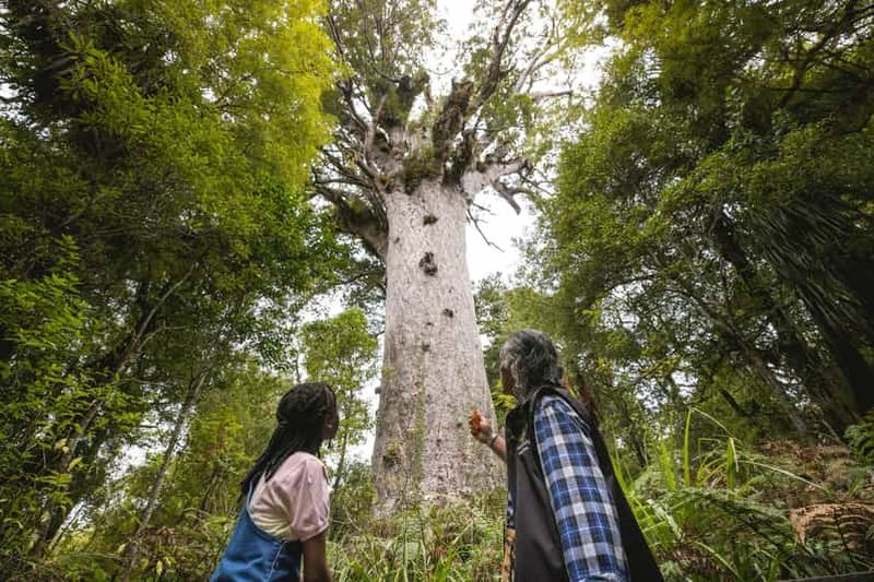 Visite de la forêt de Waipoua KAURI, de Tane Mahuta et du musée Ex Auckland