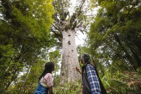 Visite de la forêt de Waipoua KAURI, de Tane Mahuta et du musée Ex Auckland