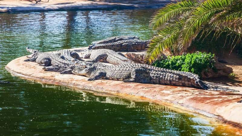 Djerba : Visite du parc et de la ferme aux crocodiles avec prise en charge