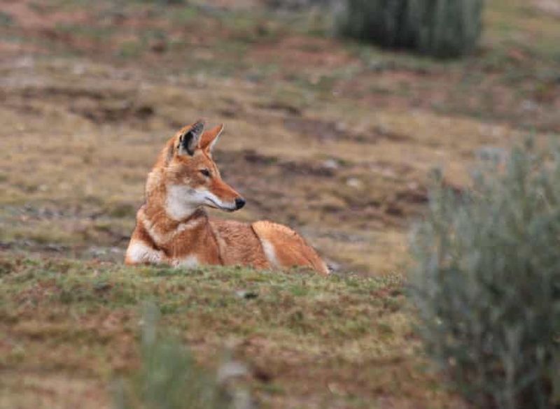 Circuit de 3 jours dans le parc national des montagnes de Balé avec visite d'Addis-Abeba