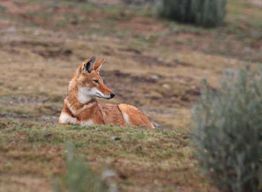 Circuit de 3 jours dans le parc national des montagnes de Balé avec visite d'Addis-Abeba