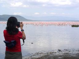 3 jours d'observation des oiseaux au lac Nakuru, au lac Bogoria et au lac Naivasha