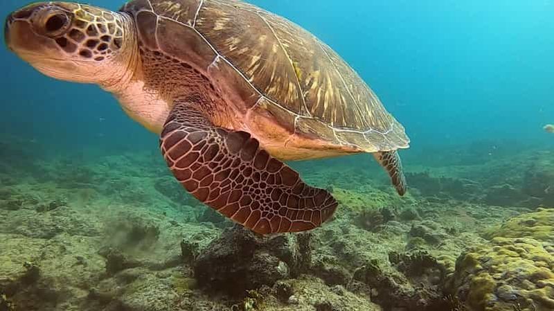 Courte excursion de plongée avec tuba