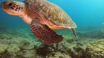 Courte excursion de plongée avec tuba