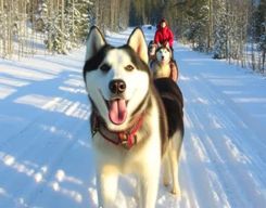 Levi : 5 km de balade en traîneau à chiens