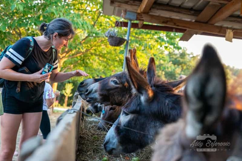 De Podgorica : Visite d'une ferme d'ânes
