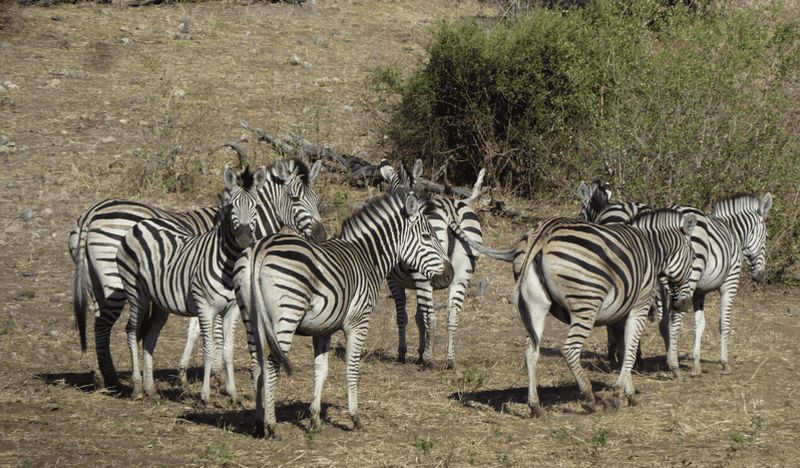 Excursion d'une journée à Makgadikgadi