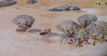 Parc national de Ruaha : 2 jours de safari au départ de Dar es ...