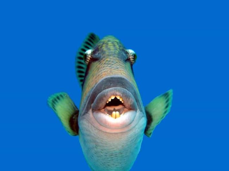 Île Maurice : Excursion de Snorkeling à Trou-aux-Biches