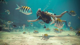 Plongée pour débutants parmi les coraux et les statues à San Andrés