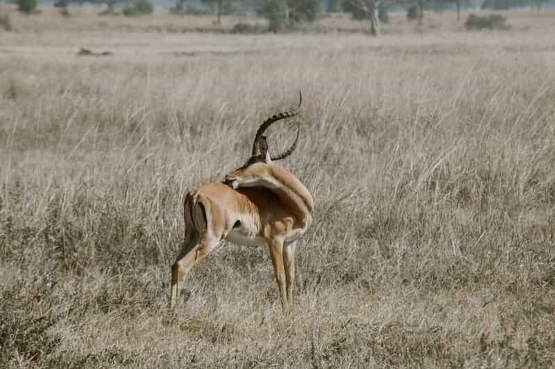 Safari de 3 jours : Explorez les merveilles des montagnes Mikumi et Udzungwa