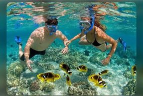 Zanzibar : Île de Mnemba Dauphins, plongée en apnée et étoiles de mer