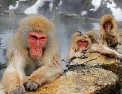 Tokyo : excursion privée d'une journée au parc des singes des neiges de Jigokudani