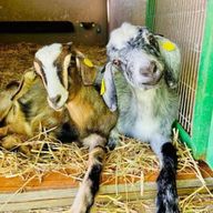 Grande Canarie : visitez notre fromagerie à Agüimes