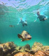 Visites guidées de plongée avec tuba à Manly Beach