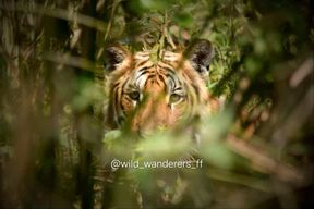 Chitwan : journée safari, canoë, jungle et Jeep