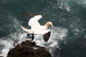Îles Féroé : Visite en petit groupe de l'île aux macareux, Mykines