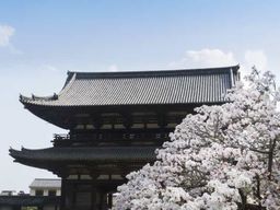La beauté des cerisiers en fleurs de Kyoto : Une promenade de 4 heures à la découverte des sakuras