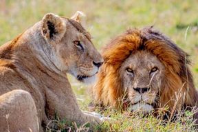 Au départ de Zanzibar : safari d'une journée dans la réserve animalière de Selous