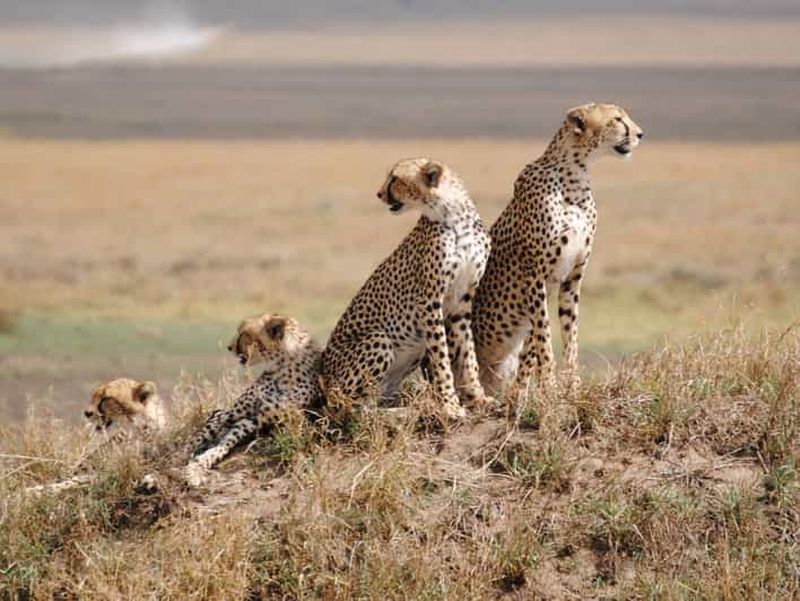 4 JOURS DE SAFARI EN CAMPING EN TANZANIE - SERENGETI & NGOROGORO