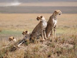 4 JOURS DE SAFARI EN CAMPING EN TANZANIE - SERENGETI & NGOROGORO