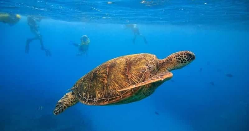 Oahu : croisière et snorkeling aux canyons des tortues à Waikiki