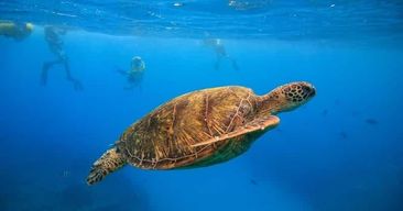 Oahu : croisière et snorkeling aux canyons des tortues à Waikiki