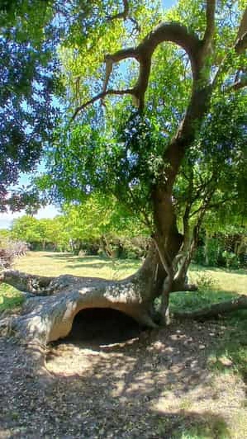 Rocha : visite guidée de la forêt d'Ombú avec sortie en bateau et déjeuner
