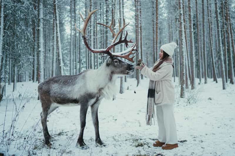 Rovaniemi : Visite d'une ferme de rennes avec un photographe
