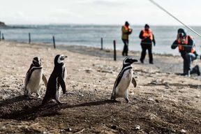 Punta Arenas : Promenade avec les pingouins sur les îles Magdalena et Marta