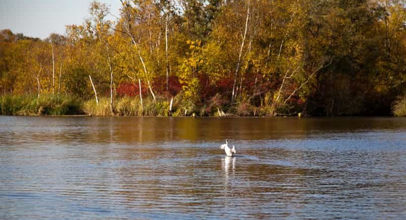 Aalsmeer : Croisière sur le lac en péniche hollandaise traditionnelle