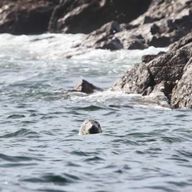 Odyssée des lève-tôt : visite de l'archipel de Molène au lever du jour
