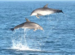 Olbia : Tour en bateau pour l'observation des dauphins et la plongée en apnée près de Figarolo